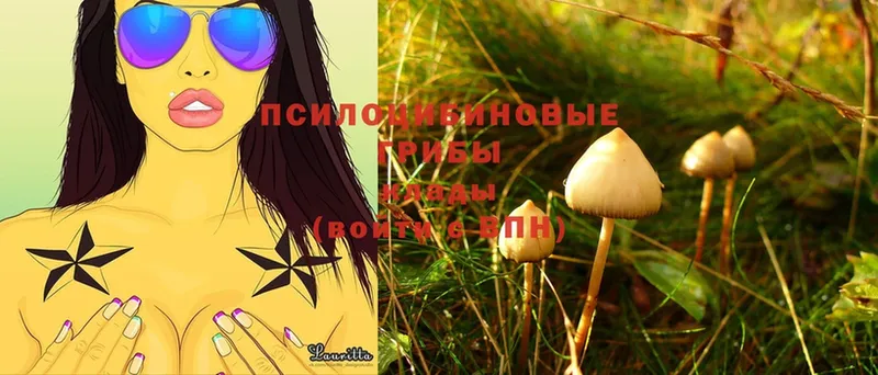 OMG ссылка  закладка  Бикин  Галлюциногенные грибы Psilocybe 